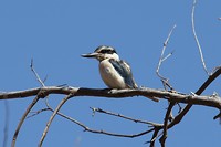 Red-backed Kingfisher, Kathleen Springs