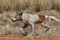 Dingo, Kings Canyon
