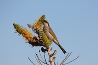 Singing Honeyeater, Uluru