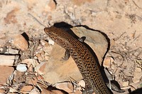 Rock Ctenotus