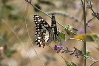 Chequered Swallowtail, Uluru-Mutitjulu waterhole