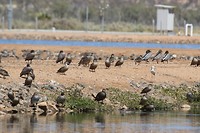 Maned Ducks, Pacific Black Ducks, Grey Teals, White-headed Stilt, rioolwaterzuivering Alice Springs