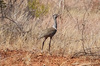 Australian Bustard, Stuart Highway
