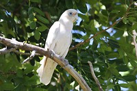Little Corella, Elliot