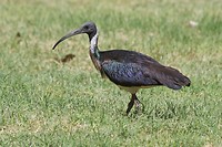 Straw-necked Ibis, Elliot