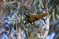 Blue-faced Honeyeater, Mataranka