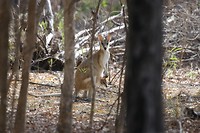 Agile Wallaby met jong, Bitter Springs, Mataranka