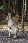 Agile Wallaby, Mataranka