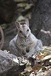 Wilkin's Rock Wallaby, Cutta Cutta Caves