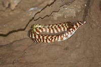 Brown Tree Snake, Cutta Cutta Caves