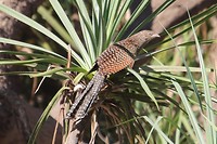 Pheasant Coucal, Katherine River