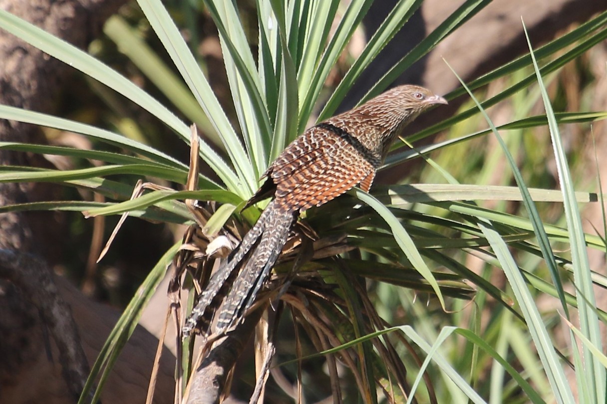 Pheasant Coucal, Katherine River