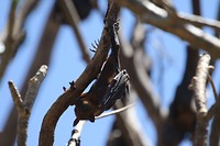 Little Red Flying-fox, Katerine Gorge, Nitmiluk NP