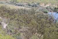 Duizenden Little Red Flying-foxes, Katherine Gorge, Nitmiluk NP