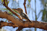 Blue-winged Kookaburra, Katherine Gorge, Nitmiluk NP