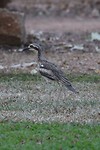 Bush Stone-curlew, Edith Falls, Nitmiluk NP