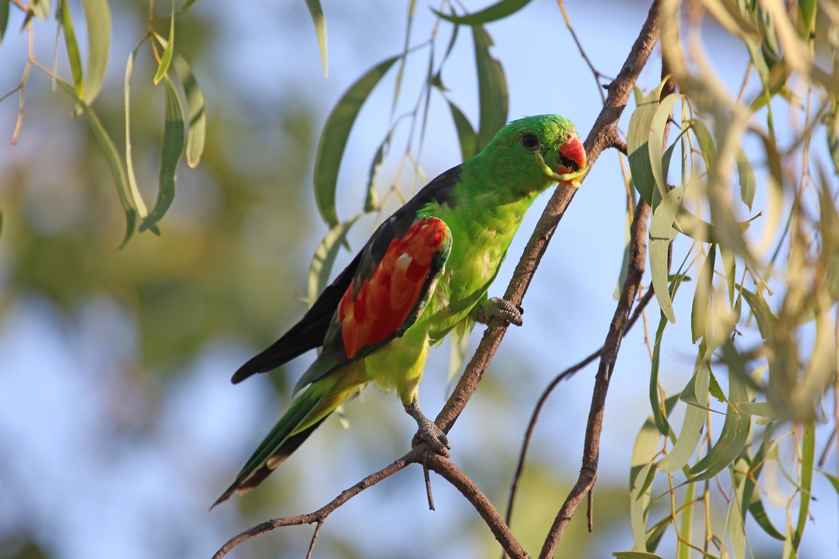 Red-winged Parrot, camping Litchfield