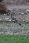 Bush Stone-curlew, Edith Falls, Nitmiluk NP