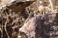 Gilbert's Dragon, Edith Falls