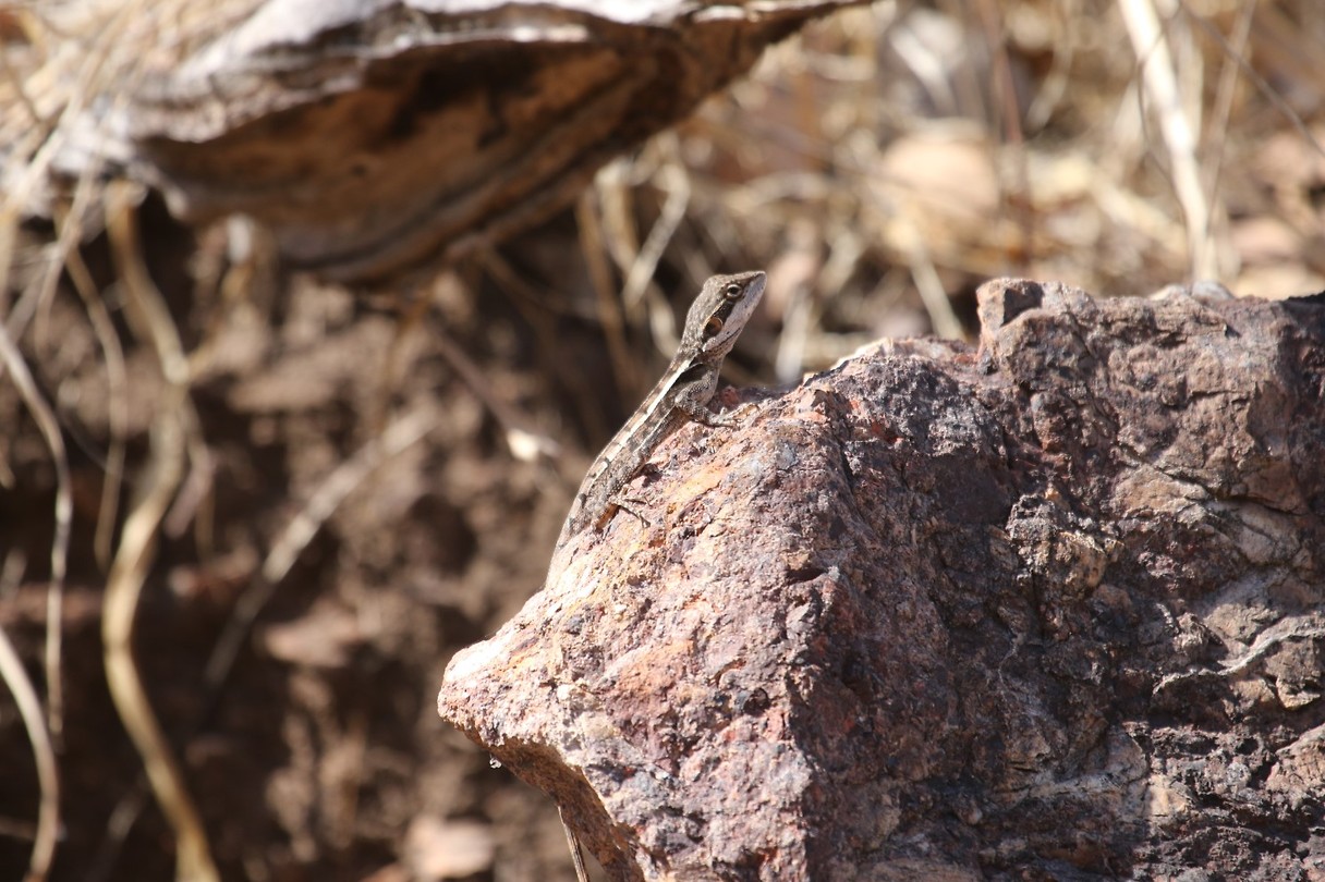 Gilbert's Dragon, Edith Falls