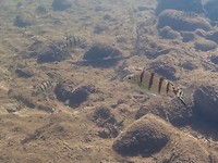 Banded Grunters, Edith Falls