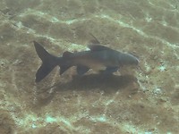 Big Black Catfish, Edith Falls