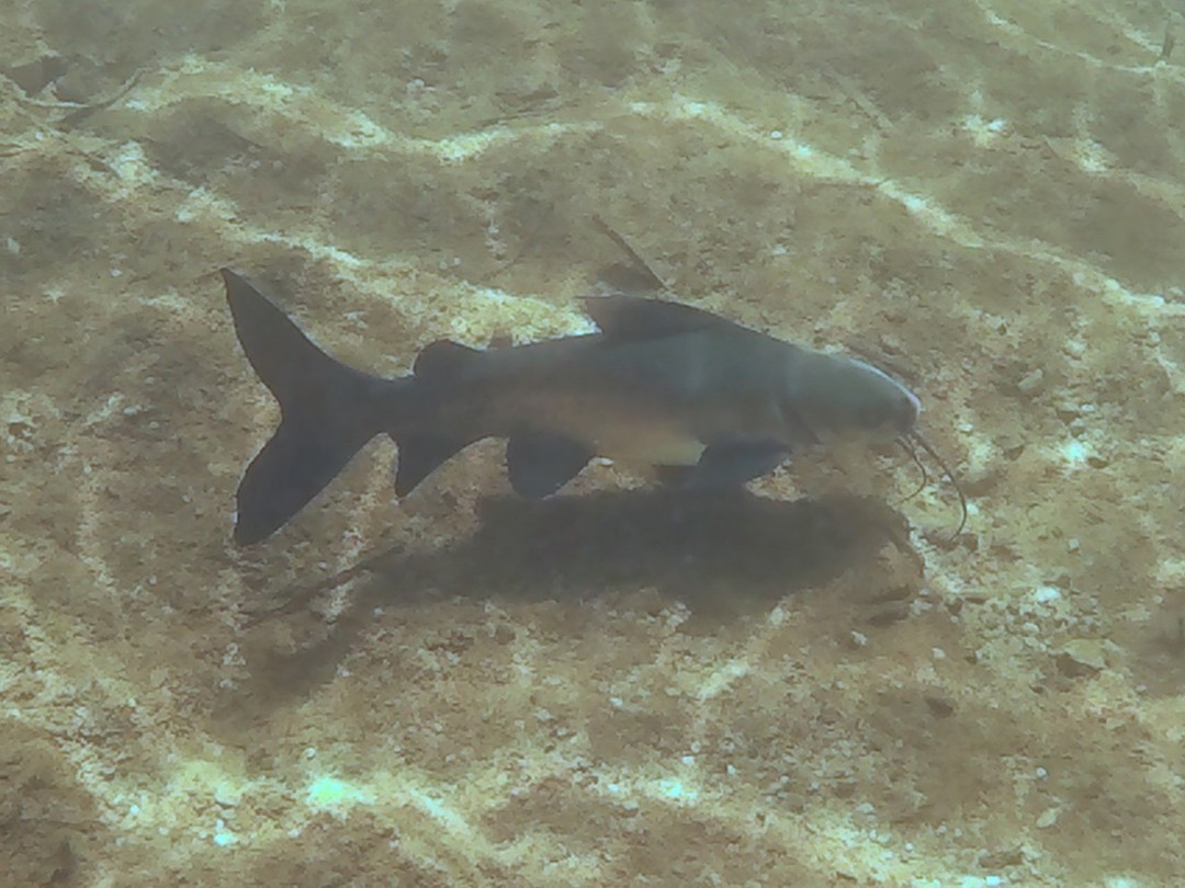 Big Black Catfish, Edith Falls