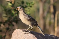 Great Bowerbird, camping Litchfield