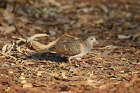 Bar-shouldered Dove, camping Litchfield