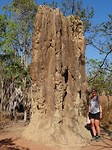 Termietenheuvel, Litchfield National Park