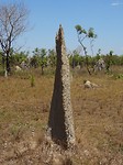 Termietenheuvel kompastermiet, Litchfield National Park