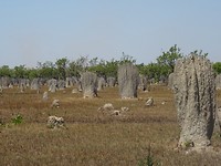 Termietenheuvels kompastermiet, Litchfield National Park