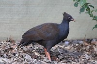 Orange-footed Scrubfowl, Darwin