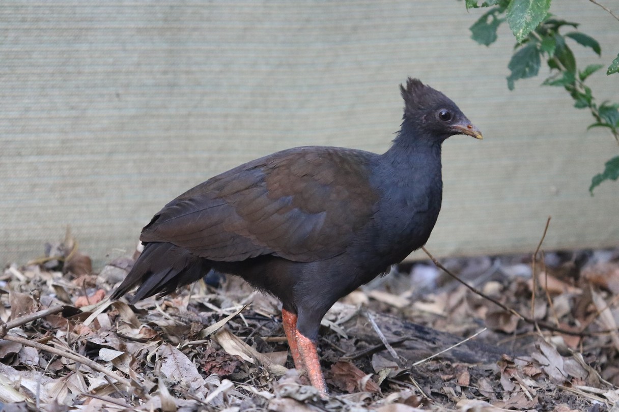 Orange-footed Scrubfowl, Darwin