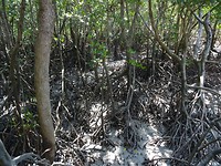 Mangrovebos, East Point, Darwin