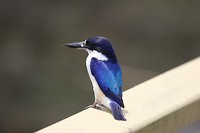 Forest Kingfisher, Fogg Dam