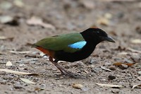 Rainbow Pitta, Fogg Dam