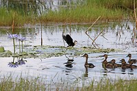 Comb-crested Jacana en Wandering Whistling Ducks, Fogg Dam