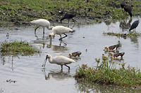 Royal Spoonbills en Radjah Shelducks, Fogg Dam
