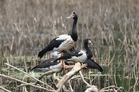 Magpie Geese, Fogg Dam
