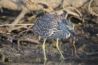 Nankeen Heron (juveniel), Corroboree Billabong