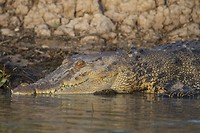 Zoutwaterkrokodil, Corroboree Billabong