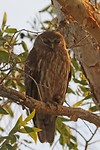 Barking Owl, Corroboree Billabong