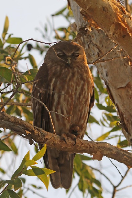 Barking Owl, Corroboree Billabong