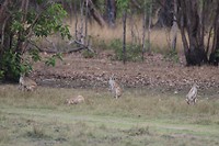 Agile Wallabies, Leaning Tree Lagoon