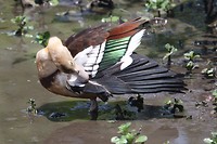 Radjah Shelduck, Mamukala, Kakadu NP