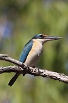 Sacred Kingfisher, Bardedjilidji walk East Alligator, Kakadu NP