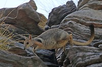 Wilkin's Rock Wallabie, Bardedjilidji walk East Alligator, Kakadu NP