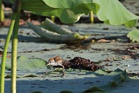 Baby Comb-crested Jacana, Yellow Water, Kakadu NP