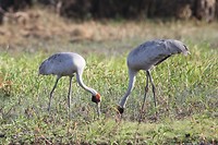 Brolga's, Yellow Water, Kakadu NP